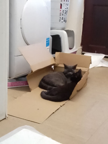Grey boy cat