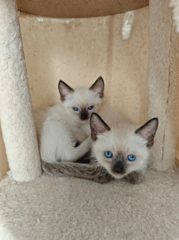 Siamese boy and girl available