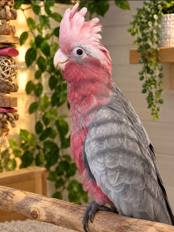 Beautiful 6-Month-Old Galah Cockatoo Looking for a Loving Home