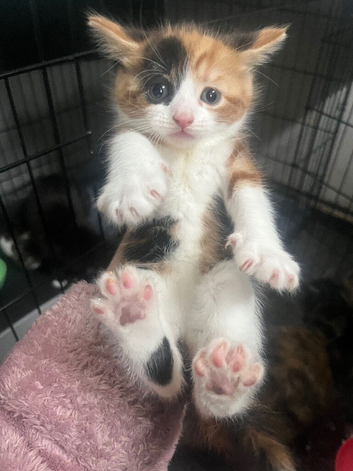 4 kittens for sale