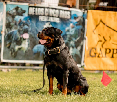Rottweiler Puppies