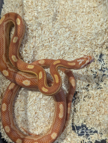 Baby amel motley corn snake