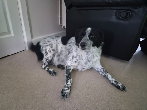 Springer spaniel x collie