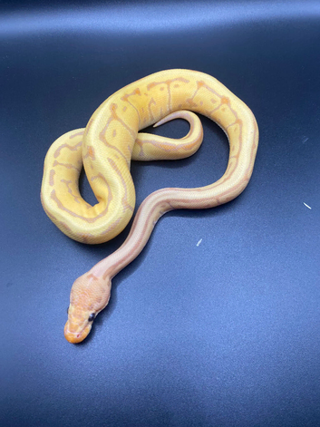 Banana Pinstripe Leopard Ball Python Hatchling