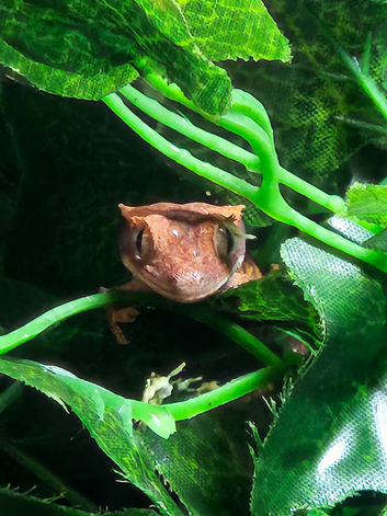 Crested gecko babies ( Rescue )