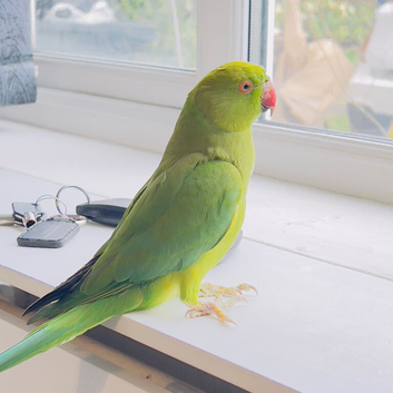 Stunning young Indian ringnick parrot