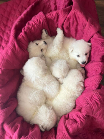 WORLD CHAMPION BLOODLINES KC WHITE SWISS SHEPHERD PUPPIES