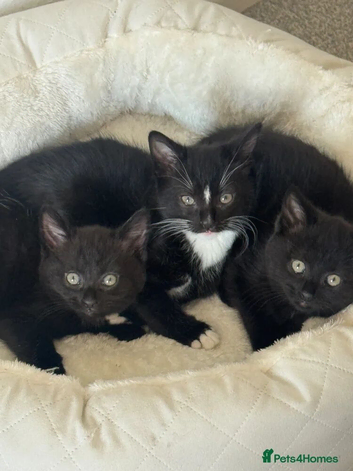 Cute fluffy kittens ready for their new homes (girl and boy left)