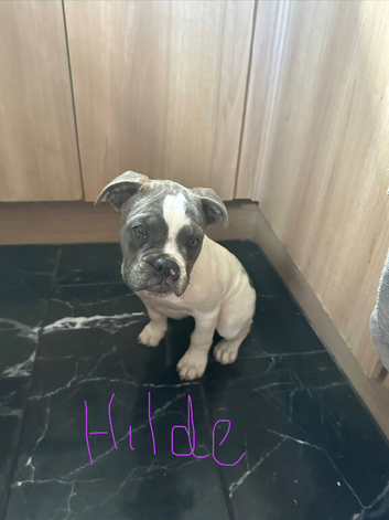 Reduced Stunning olde Tyme bulldogs