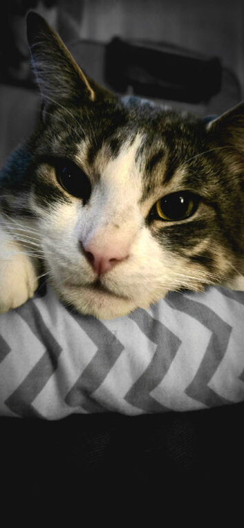 Rehoming Penguin: 3-Year-Old Cat Ready for His Next Chapter