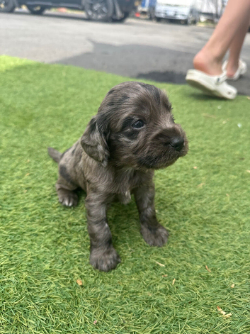 Rare Cocker spaniel puppy