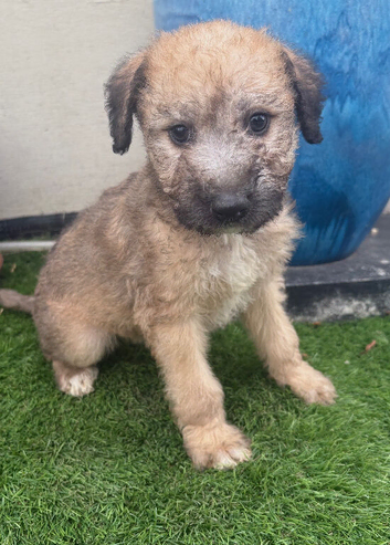 Bedlington whippet puppies