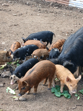 berkshire x tamworth/iron age cross weaners