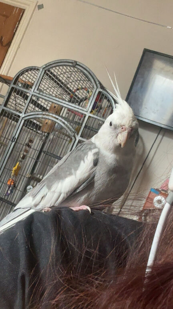 White Faced Silver Cockatiel (needs to be gone ASAP)