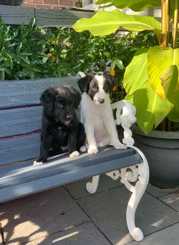 Amazing Border Collie X Lurcher Puppies