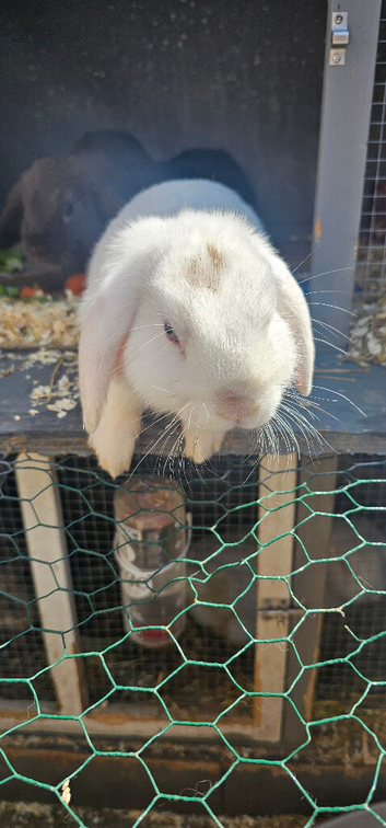 3 x lop boys
