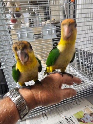 Caiques yellow thigh