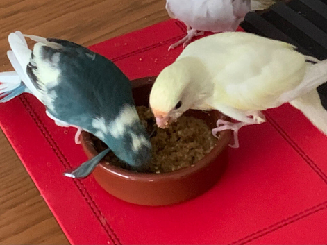 Two hand raised Kakarikis