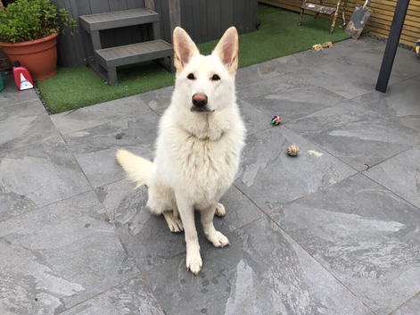 White German Shepherd 11 month old