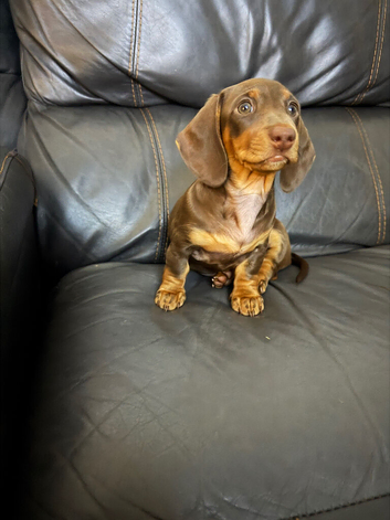 Just One Beautiful Puppy Left!