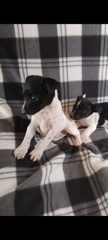 Jack Russell puppies