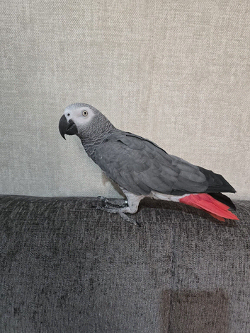 Silly tame African grey