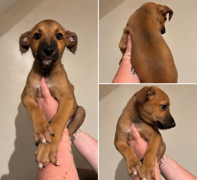 3 boys - bull x lurcher puppies