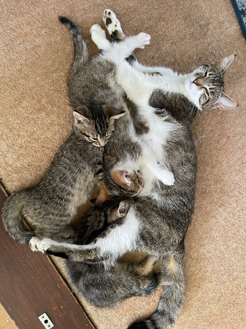 Ready to go: 10 week old kittens