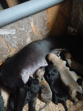 Whippets