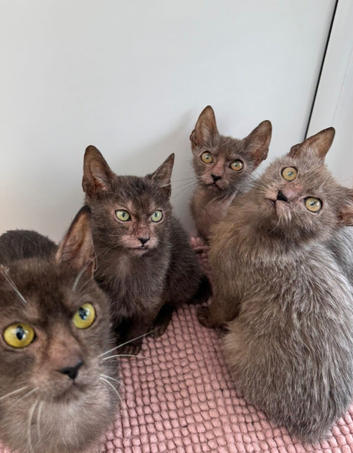 Lykoi kittens