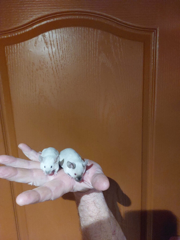 siamese mice for sale
