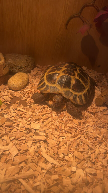For sale tortoise and enclosure