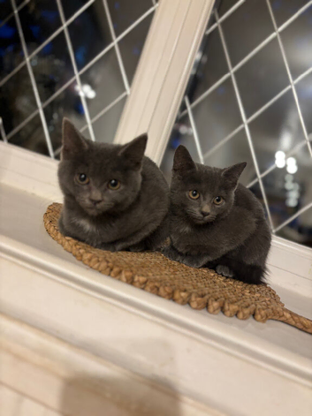 Stunning kittens only to loving homes one male left