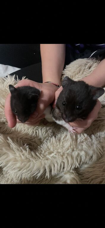 Baby hamsters