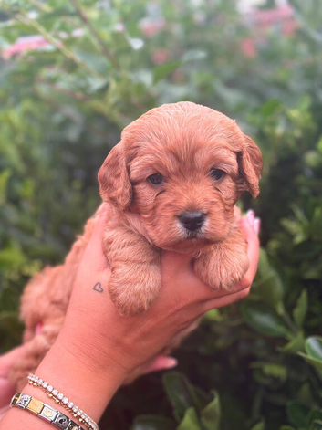 Gorgeous red/apricot cavapoo babies