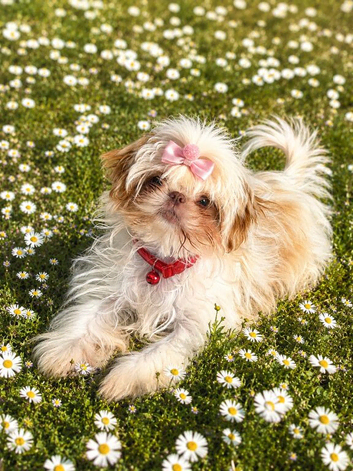 Reduced KC registered IMPERIAL SHIH TZU female puppy