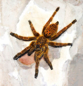 OBT USAMBARA Orange, P MURINUS