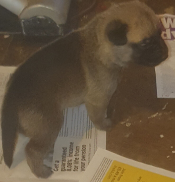 Belgian shepard x dutch shepard puppies