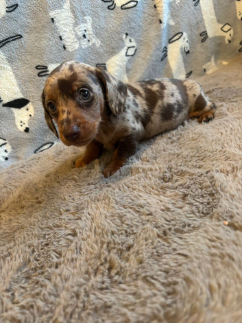 Dachshund puppies