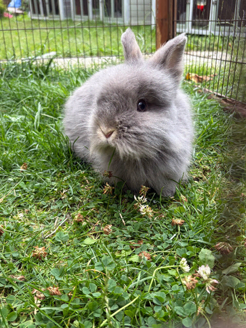 Rabbits