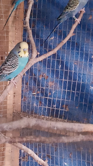 2 blue budgies