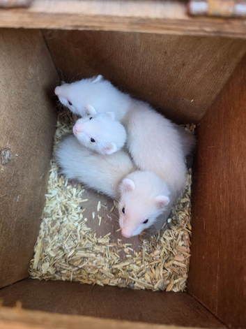 3/4 micro ferret kits