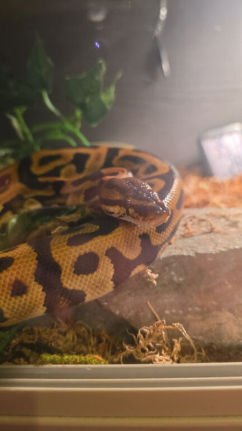 Cb23 ball python