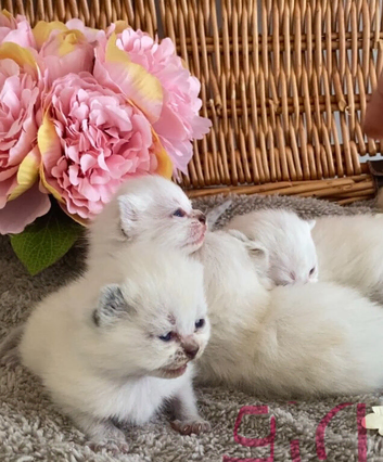 BEAUTIFUL PURE BRED BSH TEDDY BEARS RARE SEAL LYNX