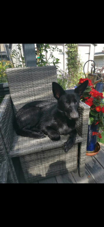 Belgium Malinois