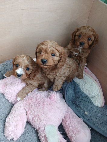 F1 Cavapoo puppies