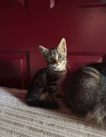 Kittens for sale