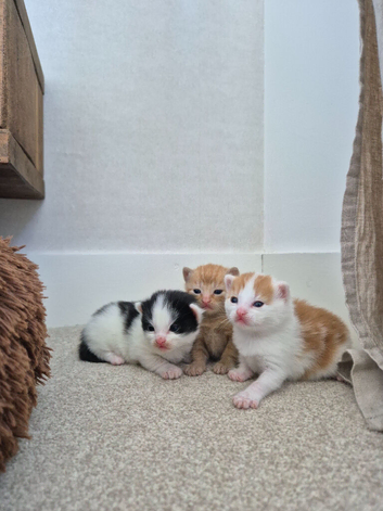 ONLY 3 Kittens Left - can leave in 4 weeks