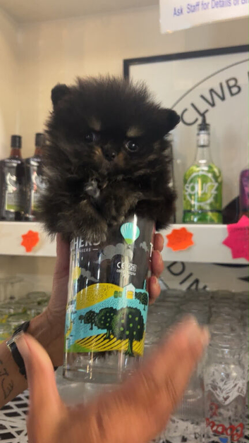 Pomeranian puppy