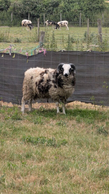 Jacob sheep for sale